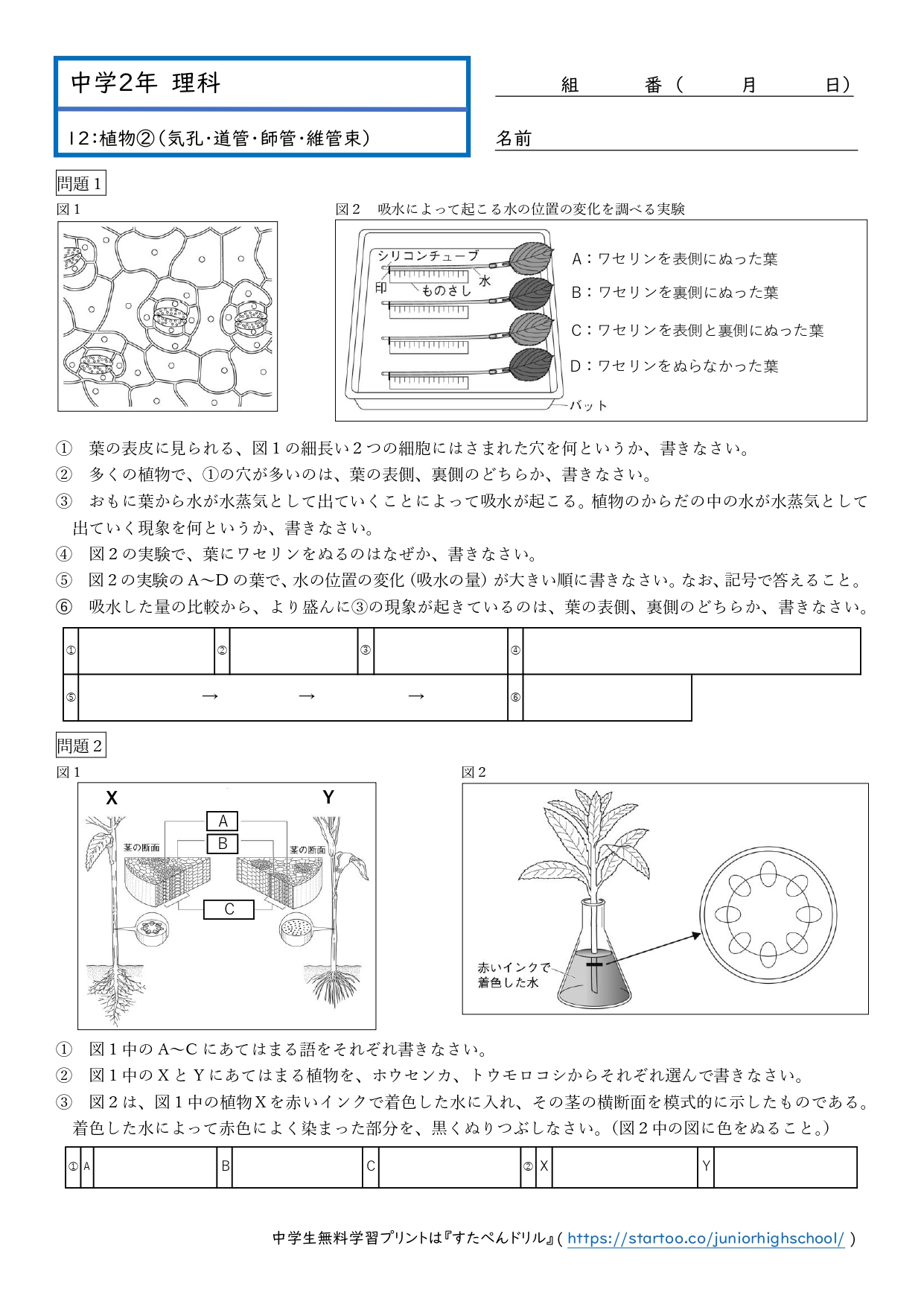 中2理科「植物のからだのつくりとはたらき」学習プリント無料ダウンロード・印刷